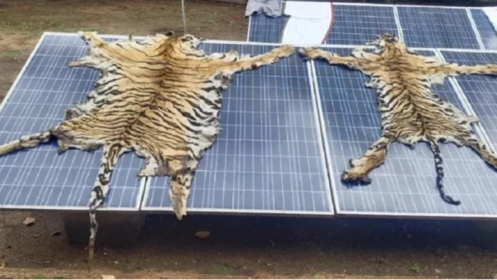 15_07indravati-tiger-reserve-tiger-poaching-pardhi-gang-investigation_2026-tiger150726_m