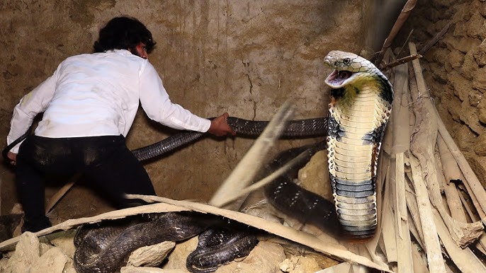 korba-fake-snake-rescue-team-forest-department-warning