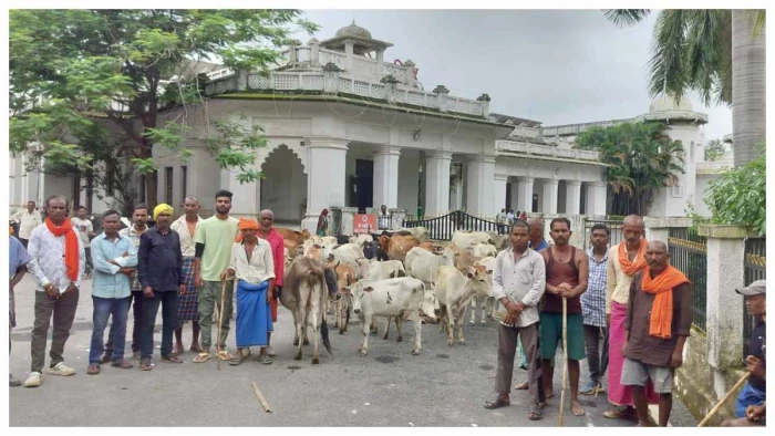 ambikapur-farmers-stray-cattle-protest-collectorate