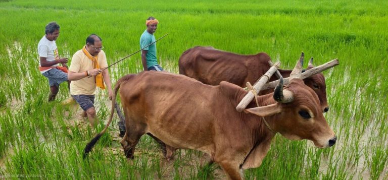 cm-vishnu-deo-sai-farming-bail-jashpur-bagiya
