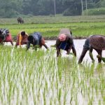 chhattisgarh-kharif-sowing-97-percent-fertilizer-seeds-farmers-loan