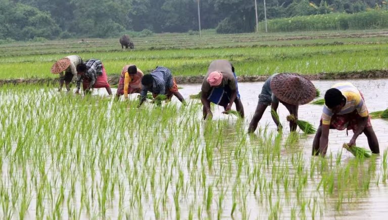 chhattisgarh-kharif-sowing-97-percent-fertilizer-seeds-farmers-loan
