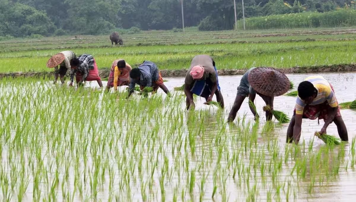 chhattisgarh-kharif-sowing-97-percent-fertilizer-seeds-farmers-loan