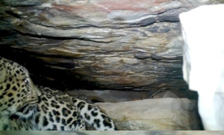 bastar-leopard-cubs-mother-reunion-rescue-2026
