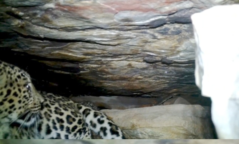 bastar-leopard-cubs-mother-reunion-rescue-2026