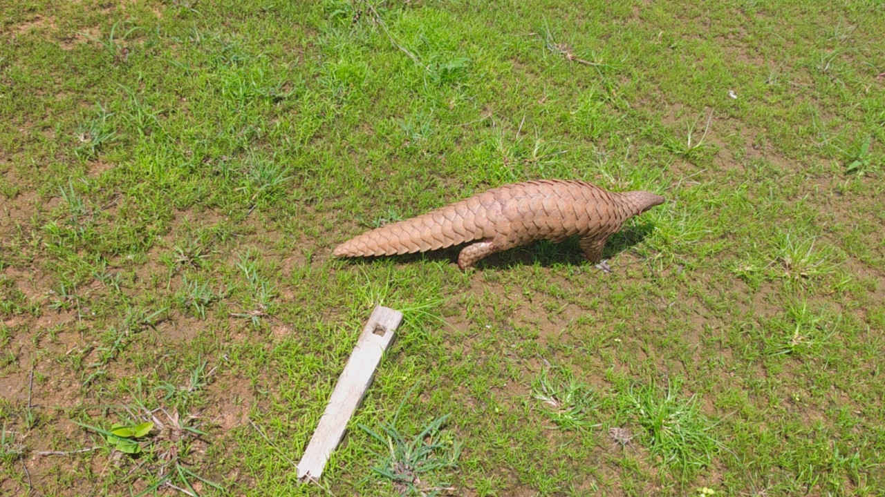 mohla-pangolin-rescue-forest-department-safely-released