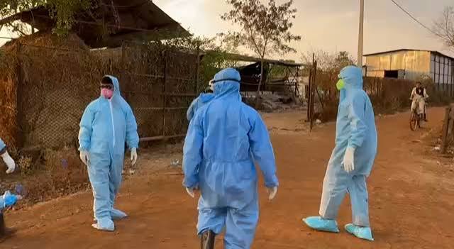 mahasamund-chhilpawan-african-swine-fever-alert