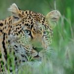 marwahi-leopard-attack-calf-village-chhattisgarh