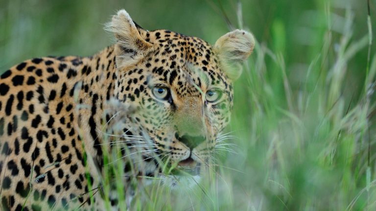 marwahi-leopard-attack-calf-village-chhattisgarh