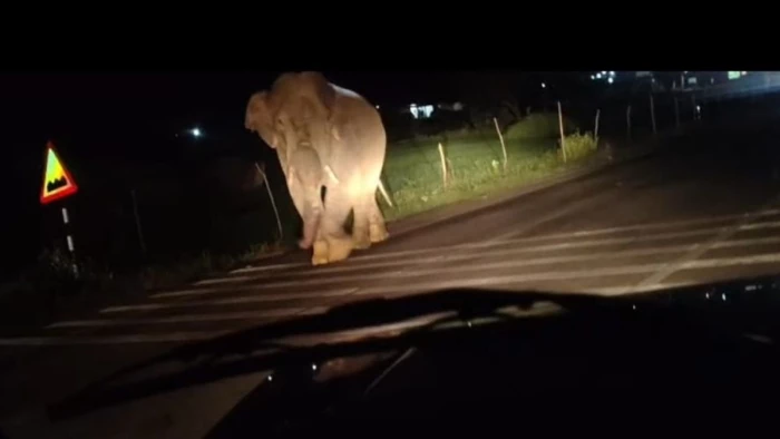 korba-lone-elephant-nh130-chhattisgarh