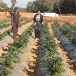 raigarh-grafted-tomato-brinjal-farming-farmer-success