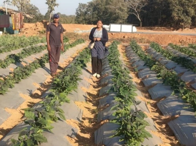 raigarh-grafted-tomato-brinjal-farming-farmer-success