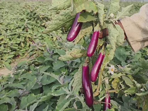 रायगढ़ में ग्राफ्टेड सब्जियों की खेती
