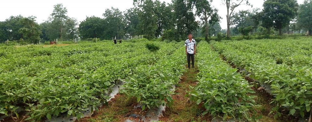 ग्राफ्टेड बैंगन की खेती