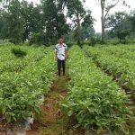today-mahasamund-news-grafted-brinjal-farming-gaurav-kuthare
