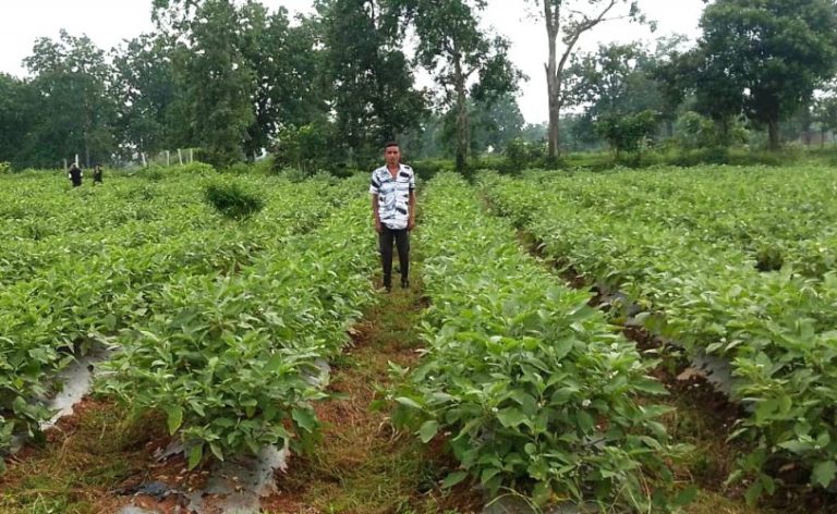 today-mahasamund-news-grafted-brinjal-farming-gaurav-kuthare