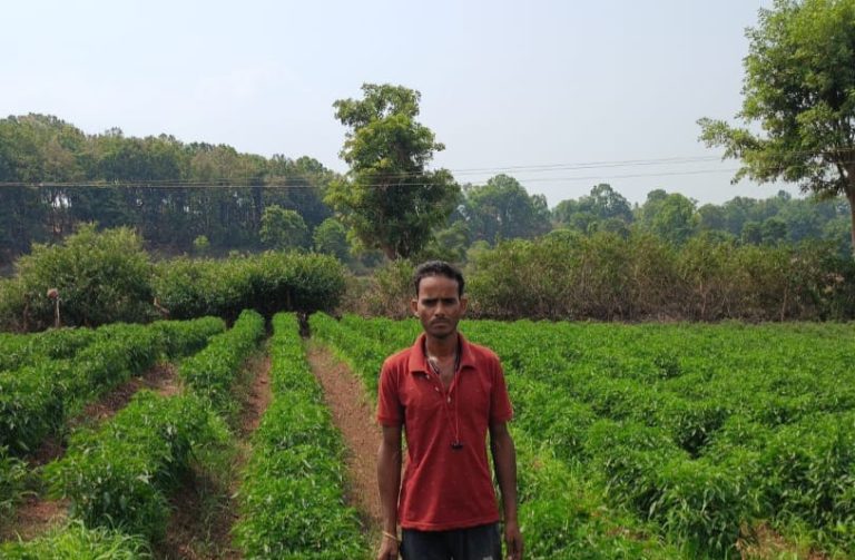 today-jashpur-news-mahendra-yadav-mirchi-farming-pmksy