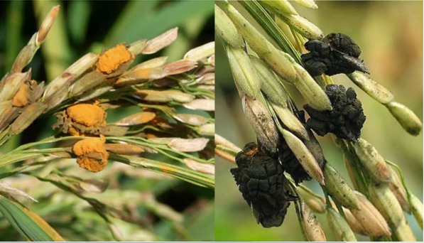 raigarh-paddy-crop-disease-management