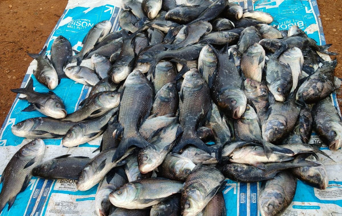 WhatsApp Imatoday-raigarh-news-tribal-fish-farming-rabo-reservoirge 2026-09-21 at 6.08.31 PMh