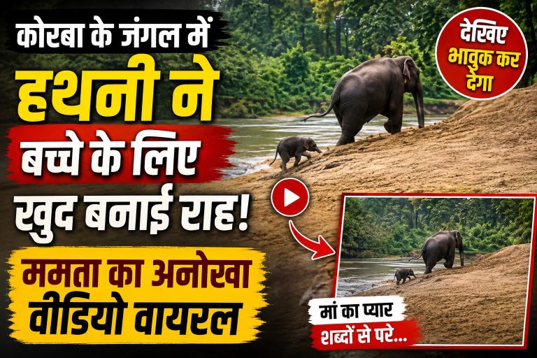 korba-elephant-mother-baby-viral-video