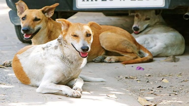 chhattisgarh-stray-dog-control-animal-birth-control-centers