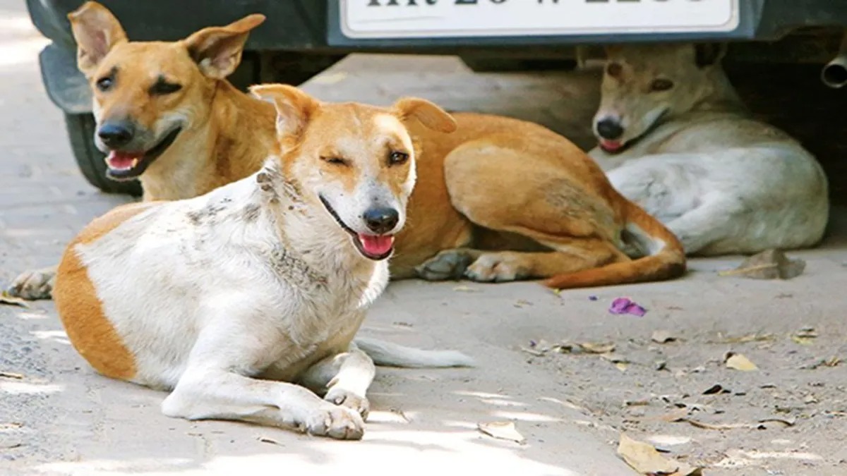 chhattisgarh-stray-dog-control-animal-birth-control-centers